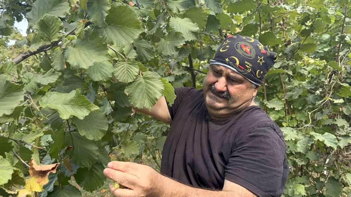 Recep İvedik filmlerinin Nurullah’ı fındık topluyor