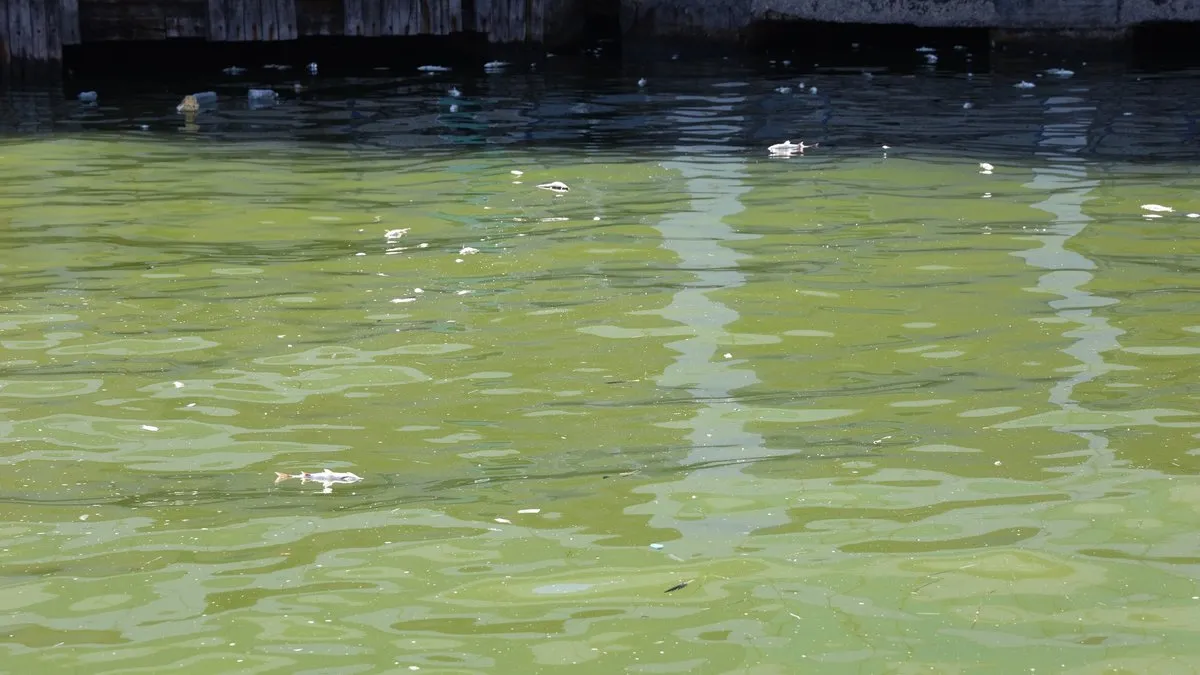 SON DAKİKA… İzmir Körfezi alarm veriyor! Kirlilik nedeniyle tehlikenin boyutu arttı: Binlerce ölü balık kıyıya vurdu!