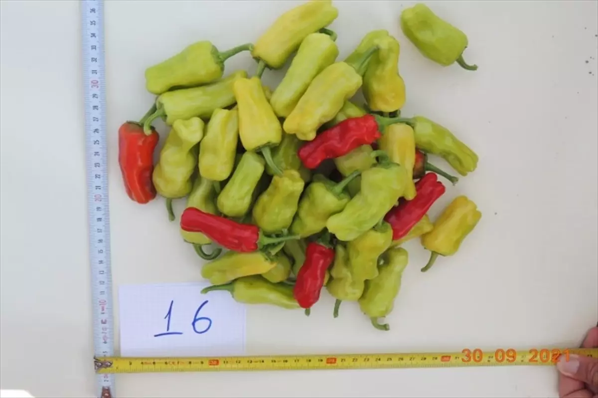 EÜ’den Yeni Biber Çeşitleri Tescillendi