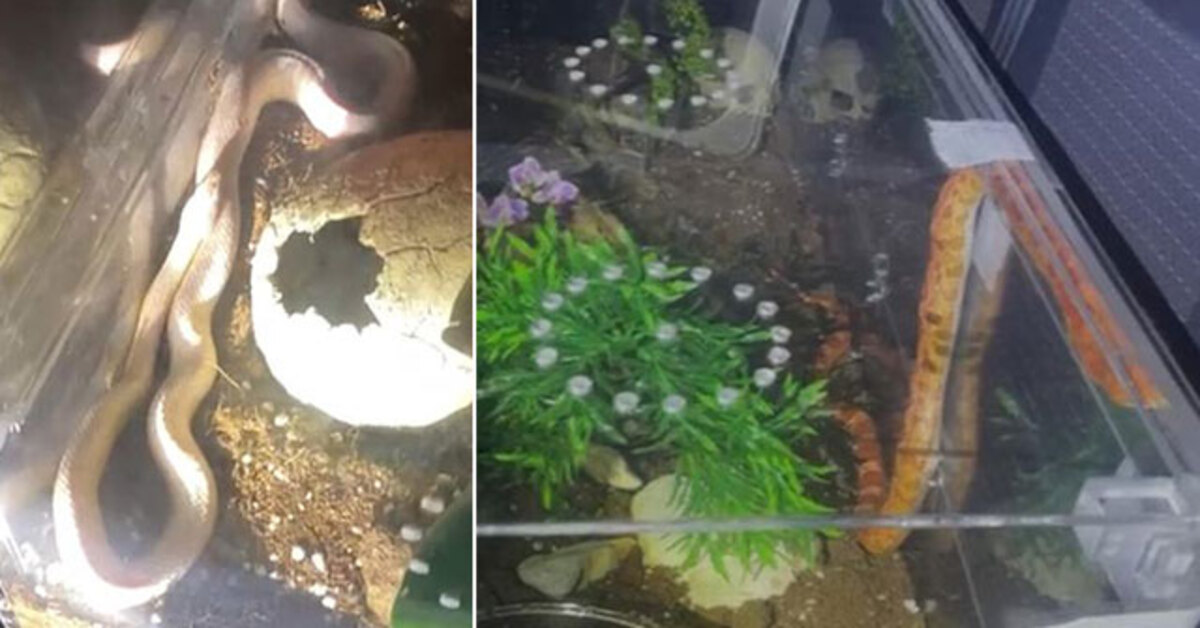 Polis bile şaşırdı! 1 piton ve 2 zehirli yılan!